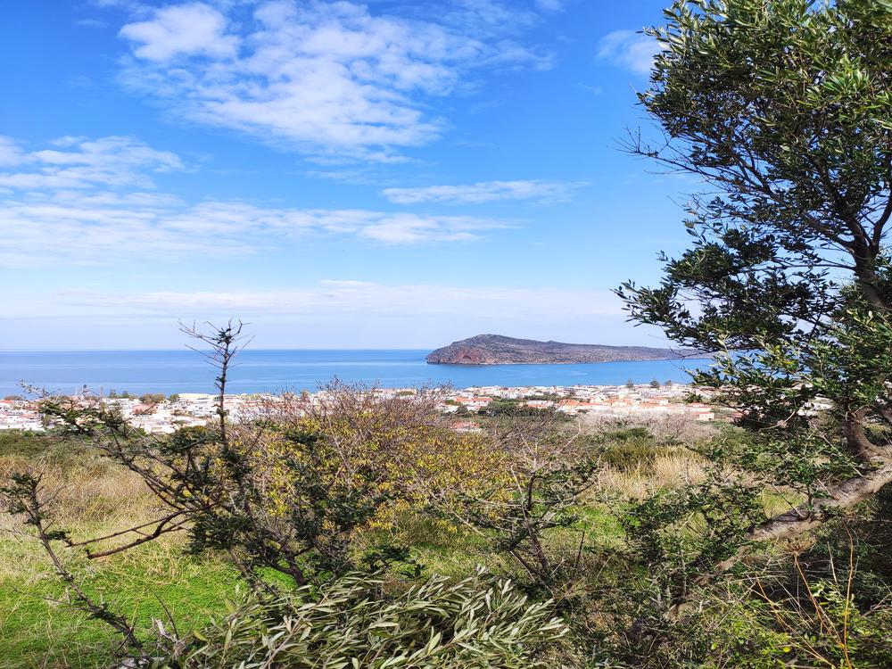 Η ελιά που φαίνεται είναι αγριελιά δεν τη μαζευουμε